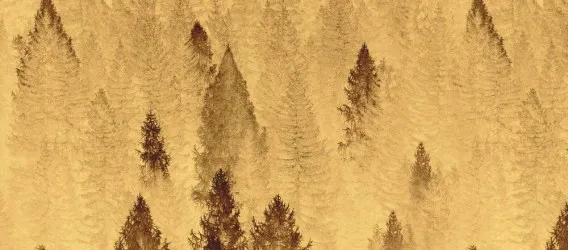 SILVA ORO | Carta da parati dorata con alberi